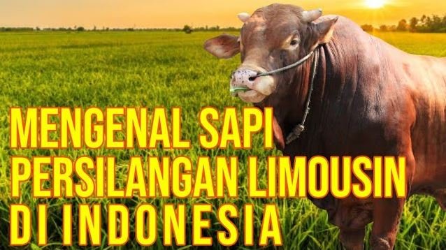 
                                 Pesona-Sapi-Persilangan-Limousin-Di-Indonesia